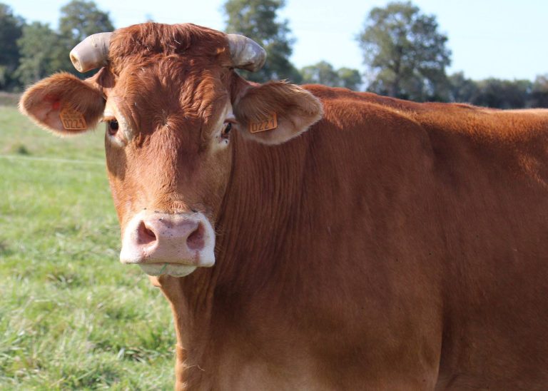 vache limousine